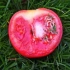 Sjeme je proklijalo unutar rajčice - upotrijebite fetus ili bacite